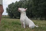 BULL TERRIER MINIATURE 087